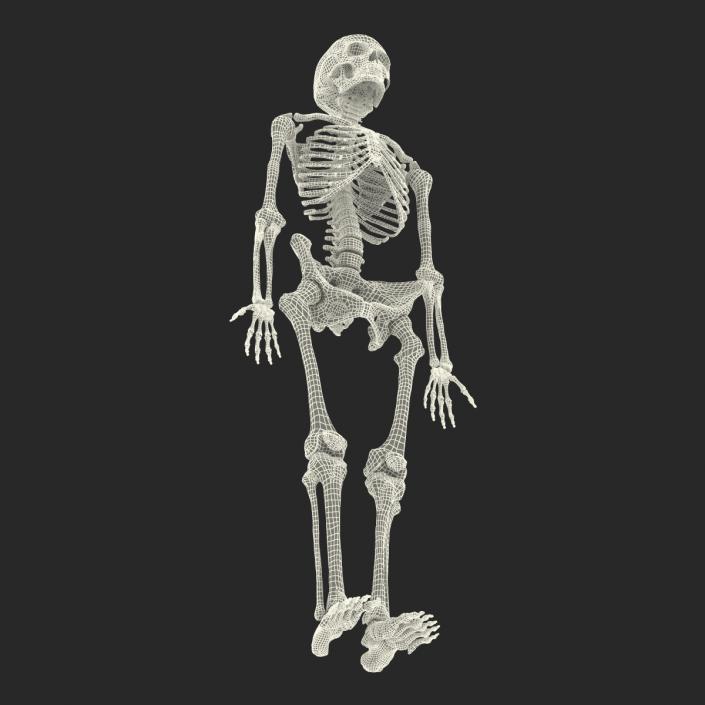 3D Human Female Skeleton