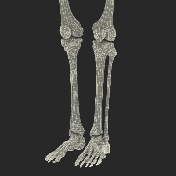 3D Human Female Skeleton