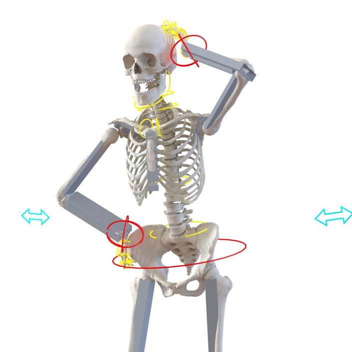 3D Human Female Skeleton Rigged model