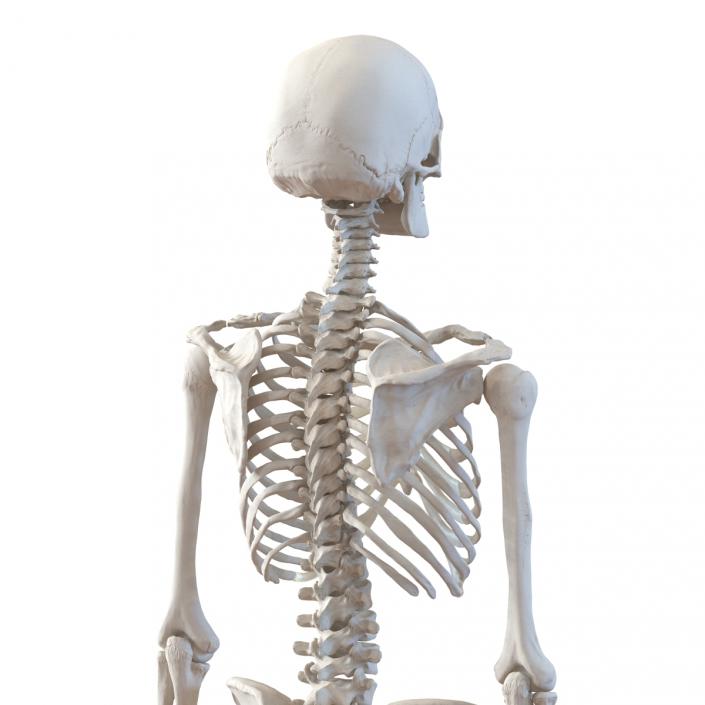 3D Human Female Skeleton Rigged model