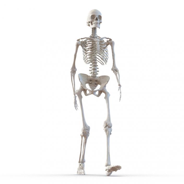 3D Human Female Skeleton Pose 3 model