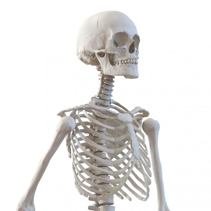 3D Human Female Skeleton Pose 3 model
