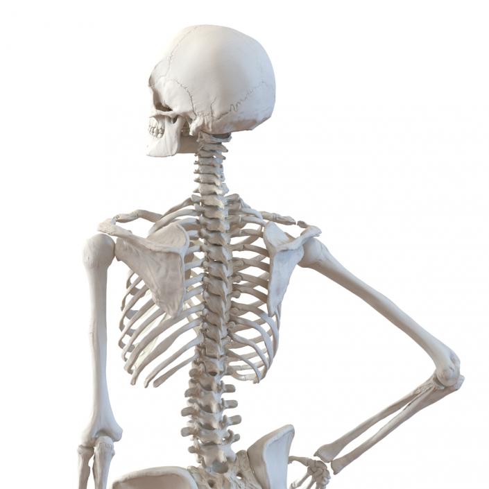 3D Human Female Skeleton Pose 2 model