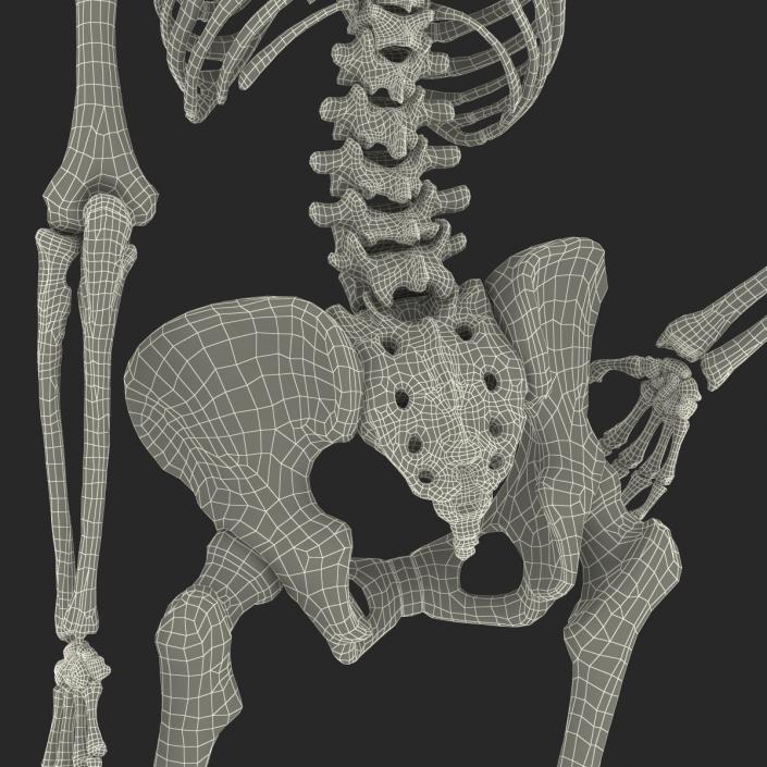 3D Human Female Skeleton Pose 2 model