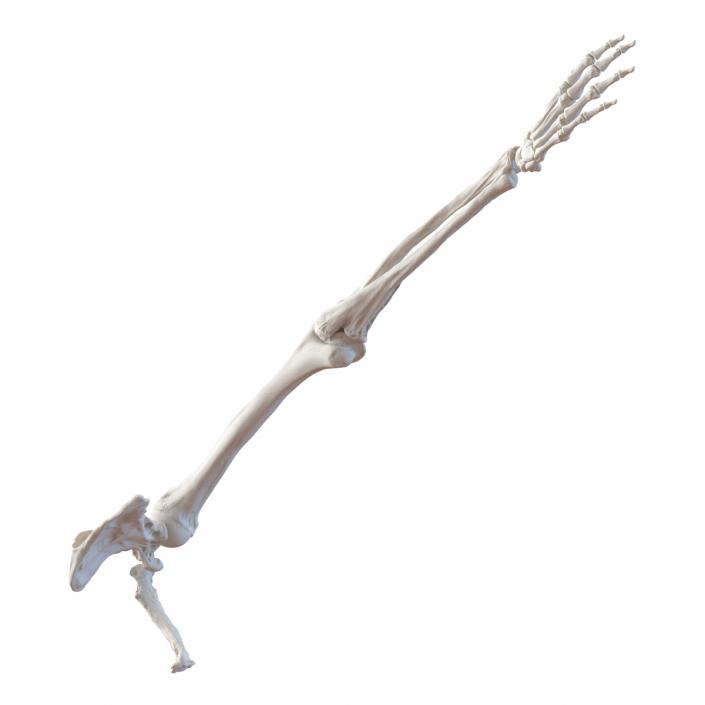 3D model Human Arm Bones