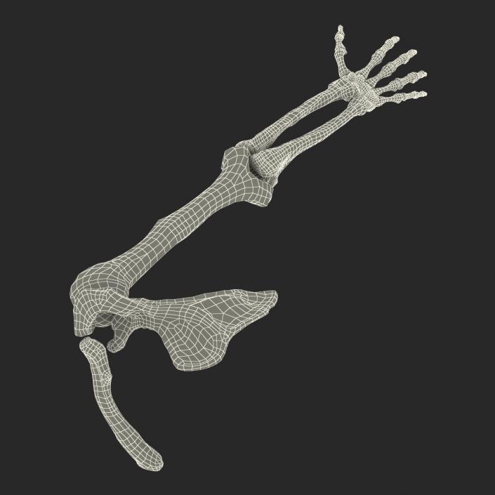 3D model Human Arm Bones