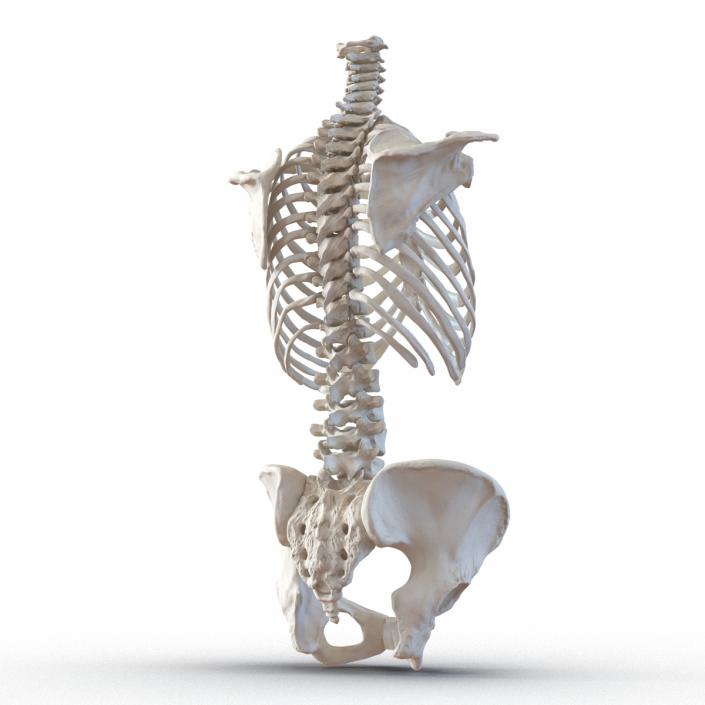 3D Female Torso Skeleton