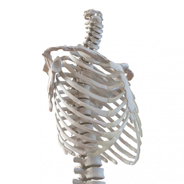 3D Female Torso Skeleton