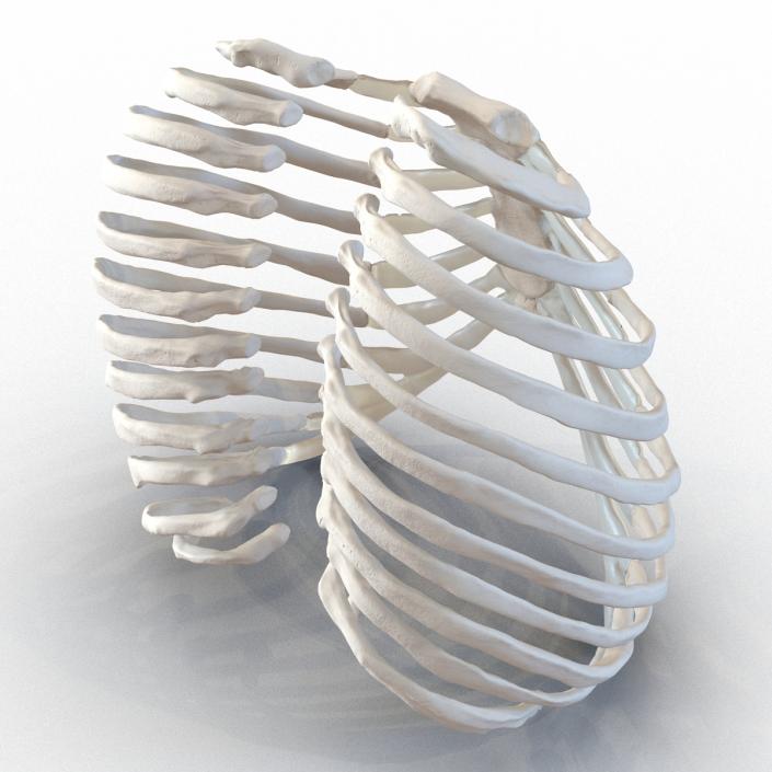 3D Female Ribcage Skeleton model