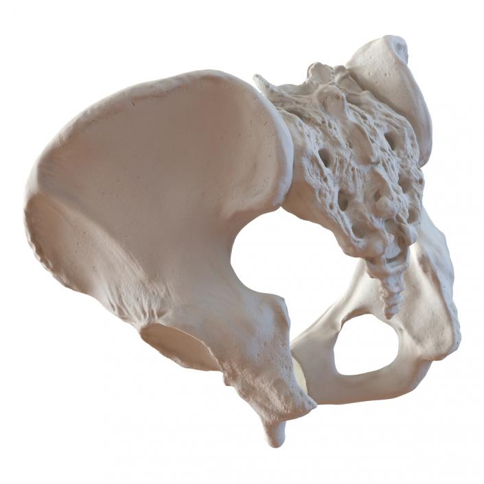 Female Pelvis Skeleton 3D