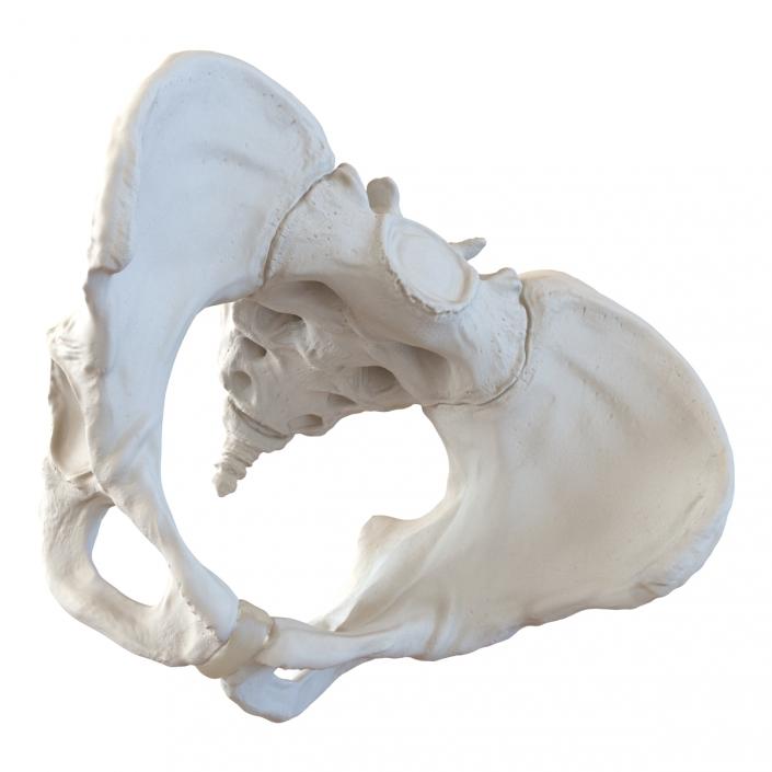 Female Pelvis Skeleton 3D