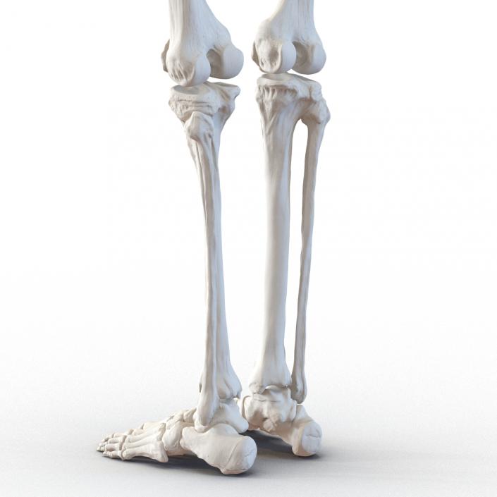3D Female Lower Body Skeleton