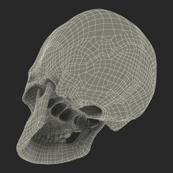 3D Female Human Skull model