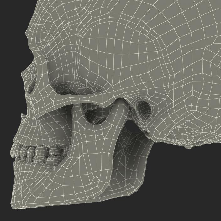 3D Female Human Skull model