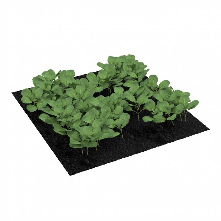 Young Cabbage Plants in the Garden 3D model