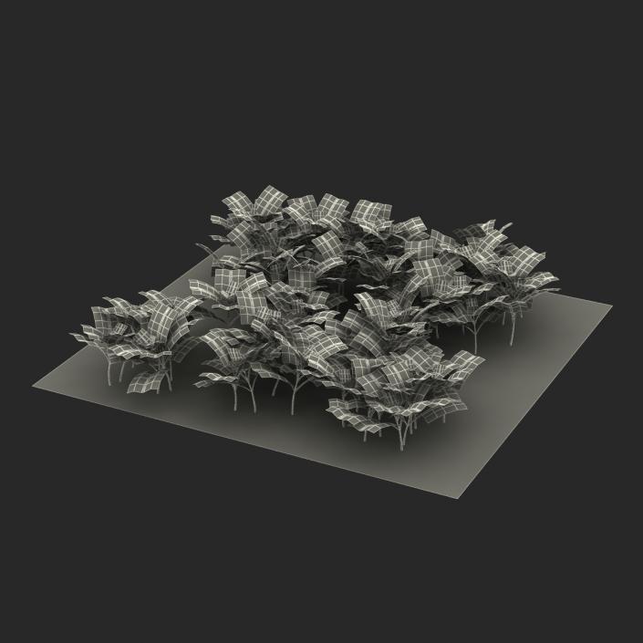 Young Cabbage Plants in the Garden 3D model