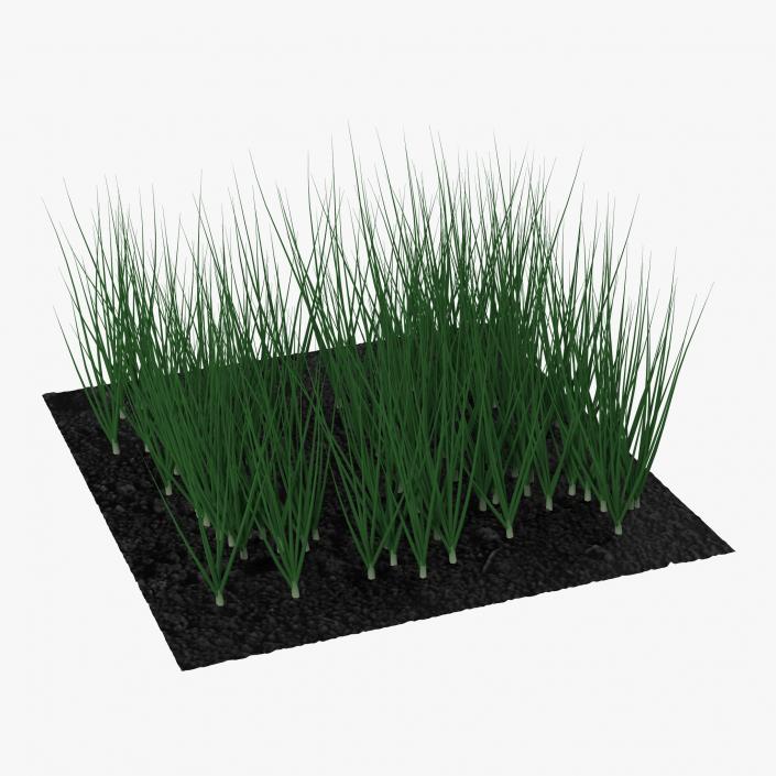 Young Onion Plants in the Garden 3D