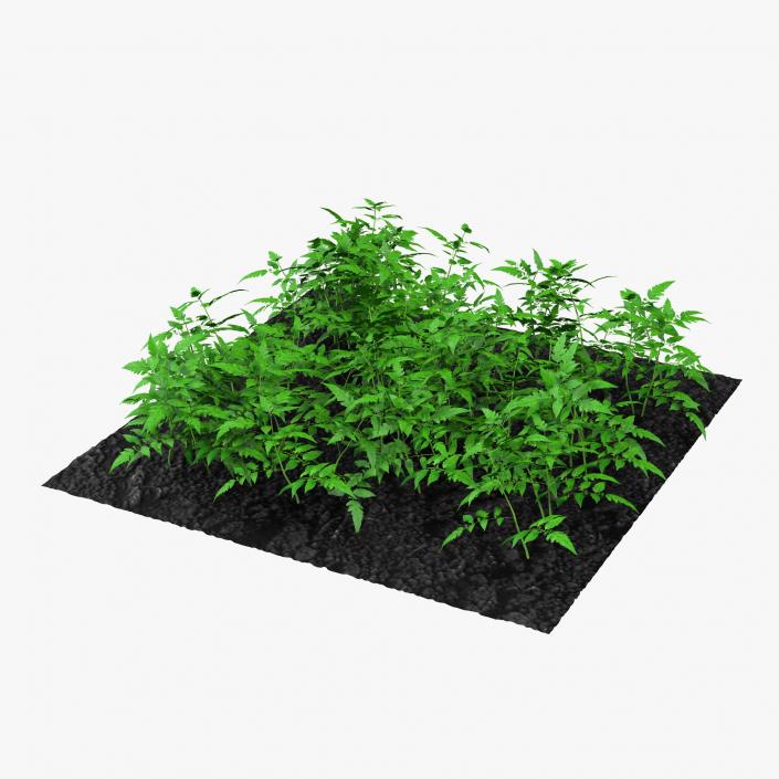 3D Young Tomato Plants in the Garden model