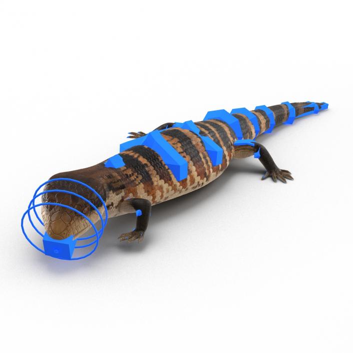 3D model Blue Tongued Skink Rigged