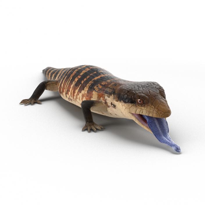 3D model Blue Tongued Skink Rigged