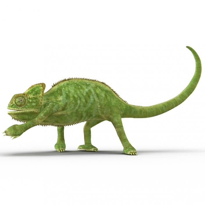 3D Chameleon Rigged