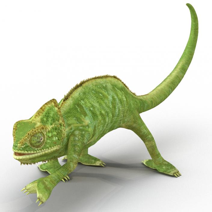 3D Chameleon Rigged