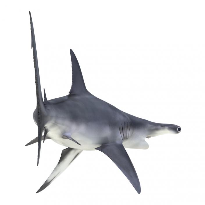 Great Hammerhead Shark Rigged 3D model