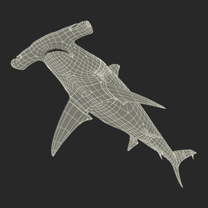 Great Hammerhead Shark Rigged 3D model