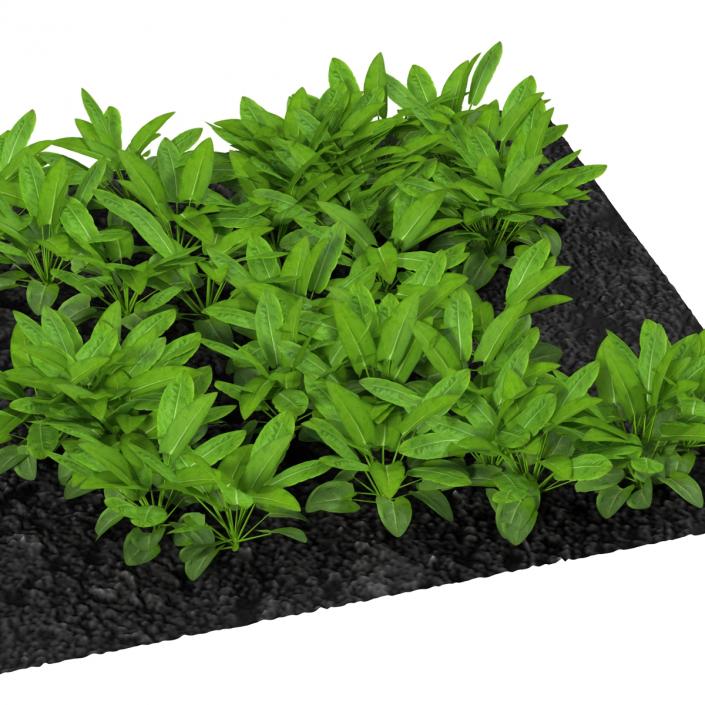 Sorrel Plants in the Garden 3D