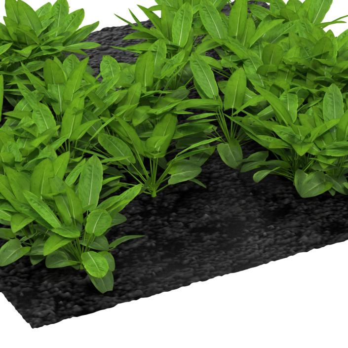 Sorrel Plants in the Garden 3D