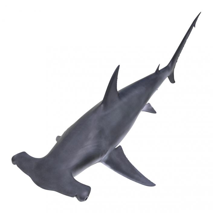 Great Hammerhead Shark 3D