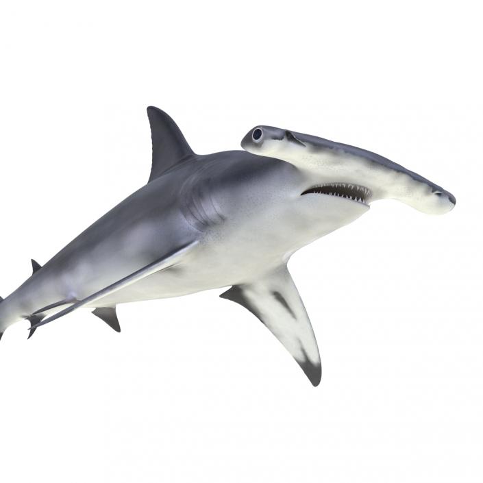 Great Hammerhead Shark 3D
