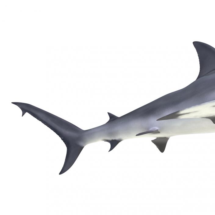 Great Hammerhead Shark Pose 2 3D model