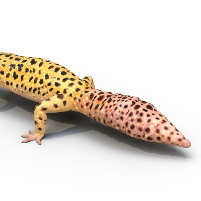 3D model Leopard Gecko Rigged