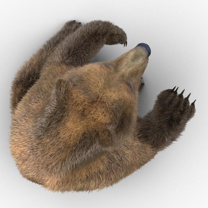 3D Brown Bear with Fur Pose 4