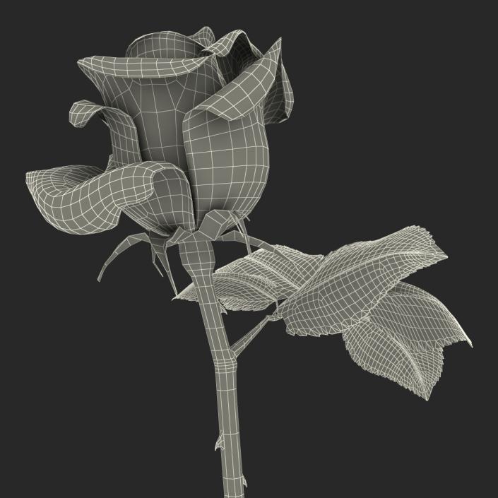 3D model Rose