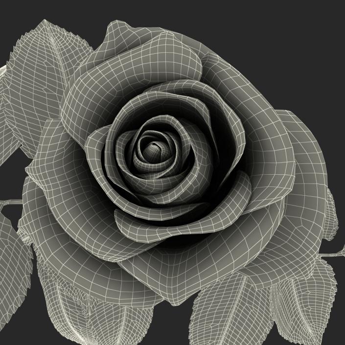 3D model Rose