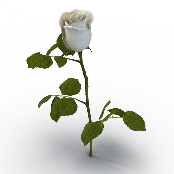 Rose 2 White 3D