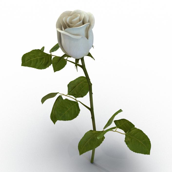 Rose 2 White 3D