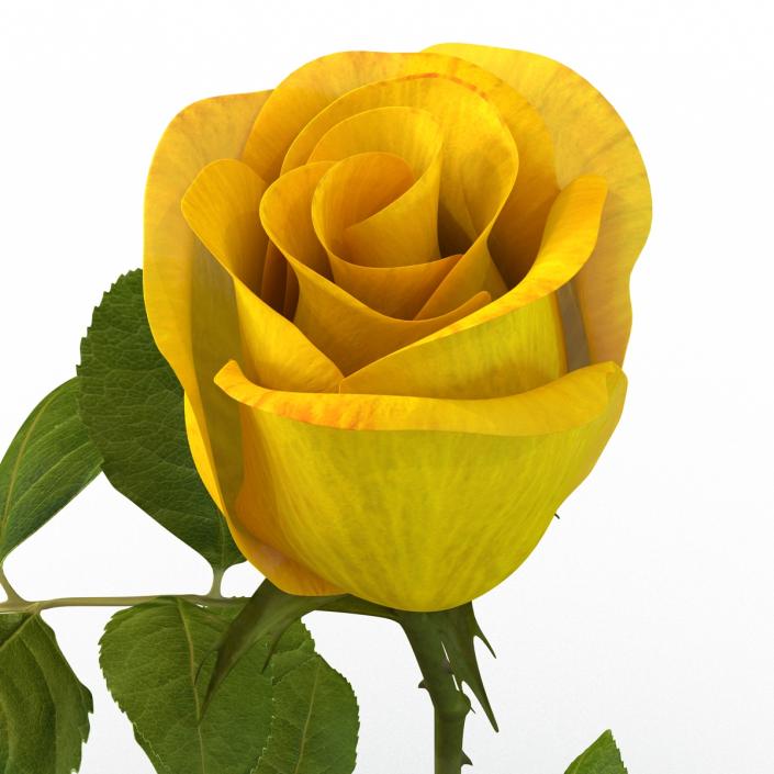 3D Rose 2 Yellow model