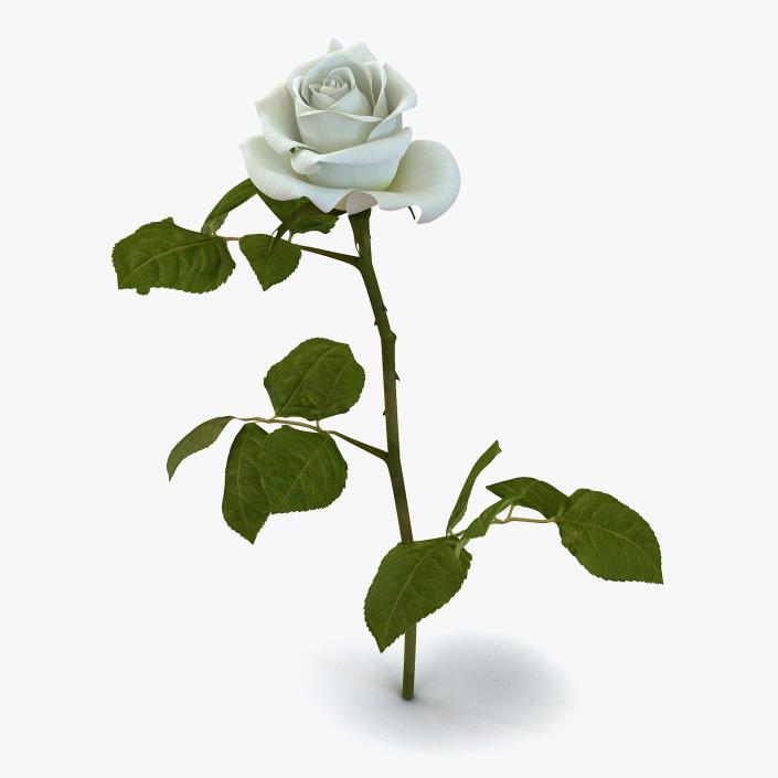 3D Roses Collection 2 model