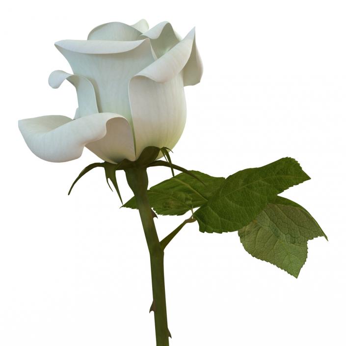 3D model Rose White