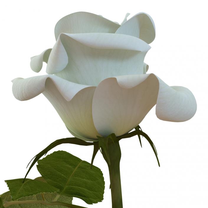3D model Rose White