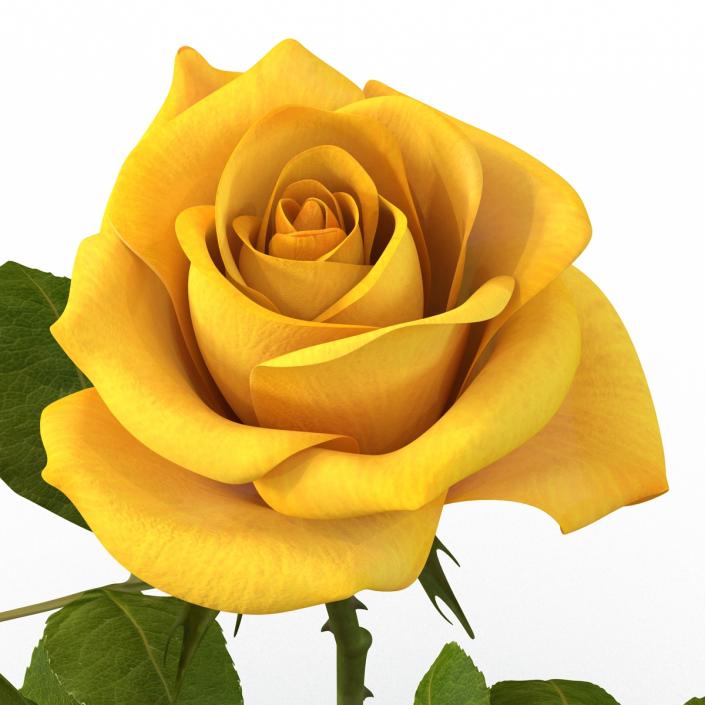 3D Rose Yellow