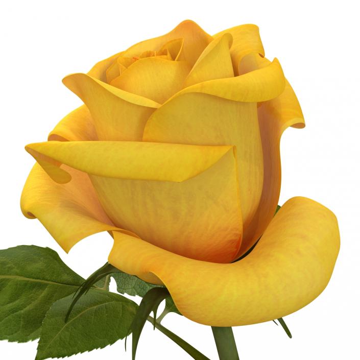 3D Rose Yellow