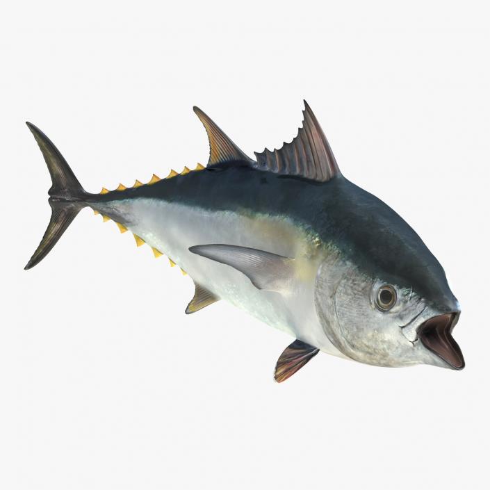 Fishes Rigged Collection 3D model