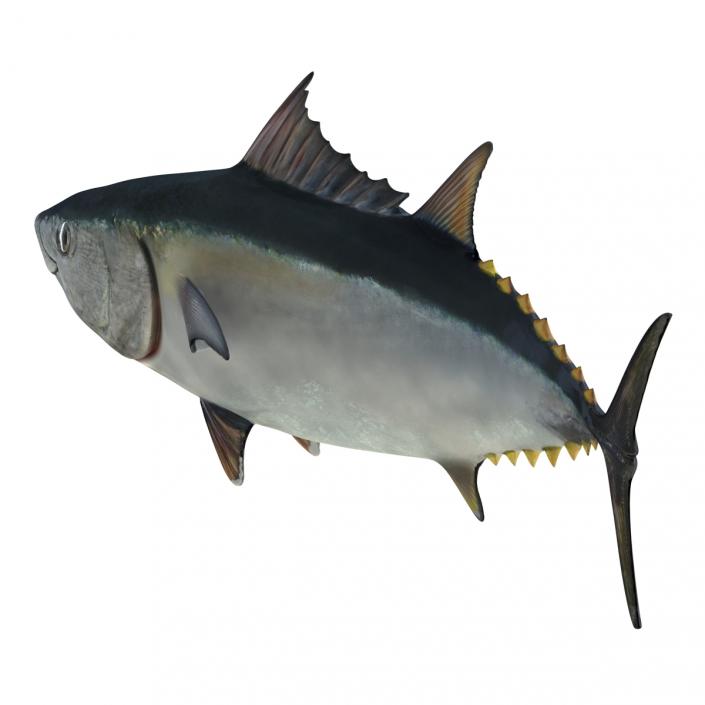 3D Tuna Fish Rigged