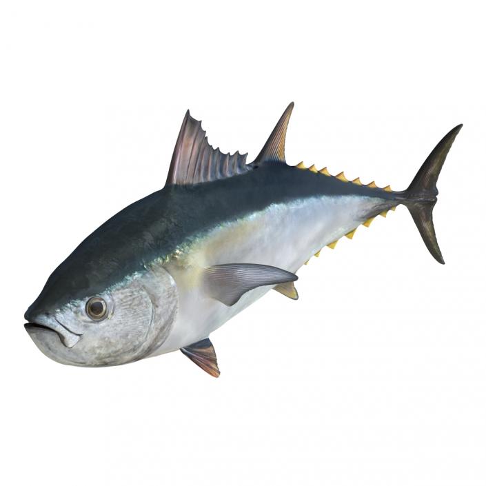 3D Tuna Fish Pose 2