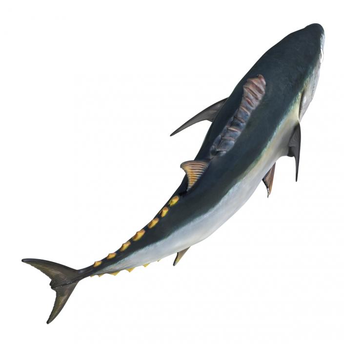 3D Tuna Fish Pose 2