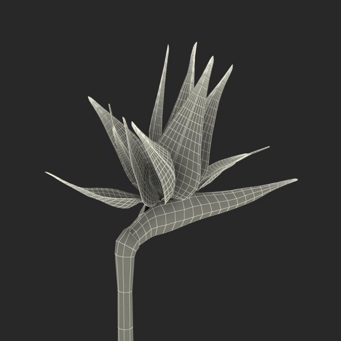 3D model Bird of Paradise Flower 2